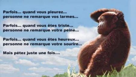 Singe philosophe !